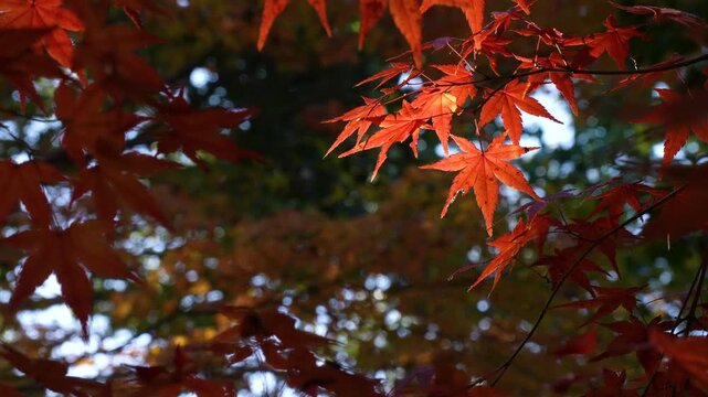 風に揺れる紅葉を固定撮影した4Kスローモーション動画