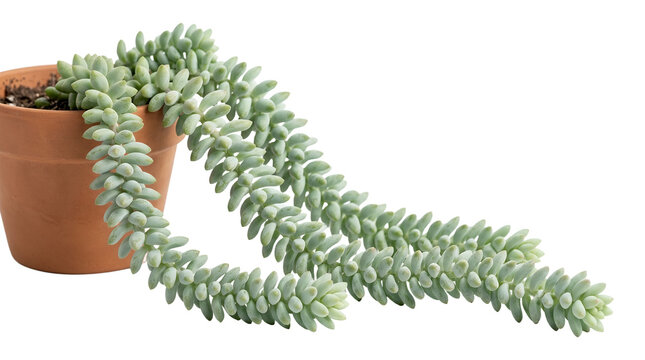 Burro Tail Succulent Plant in Terracotta Pot.