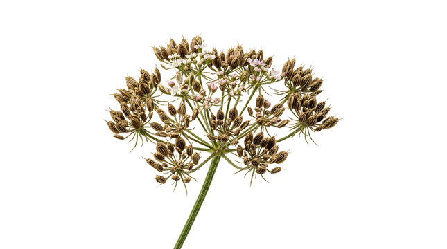 Detailed close up of dried fennel flower umbel with seeds on white background.
