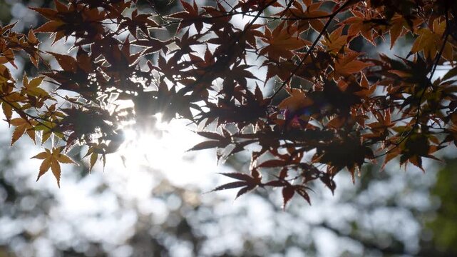 紅葉を逆光で撮影した4Kスローモーション動画