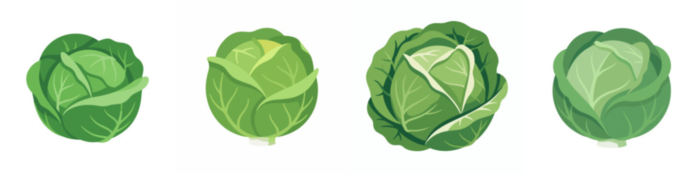 Set of green cabbage heads vector illustration isolated on white background