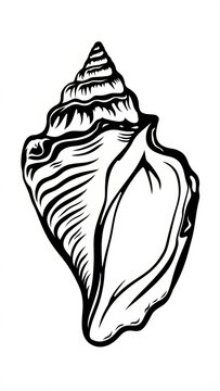Black and White Illustration of a Whelk Shell