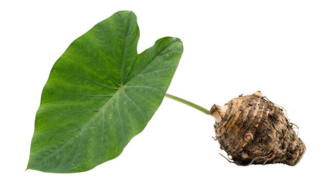 Fresh taro root with vibrant green leaf isolated on a clean white background.
