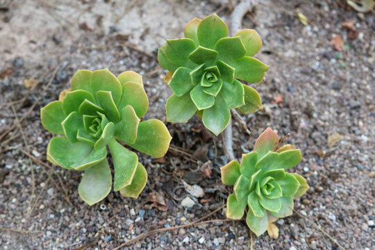 Green Rosette Succulents in Sandy Soil
