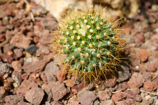 Golden Spined Cactus Close Up