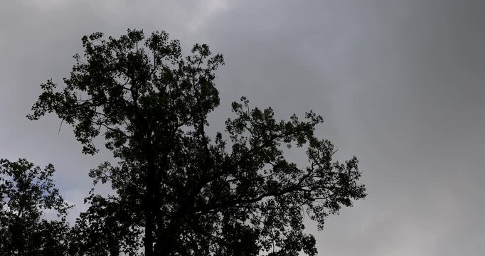  the tall crown of a forest tree against a gloomy gray sky, the silhouette of a lone tree is visible under thick thunderclouds in summer
