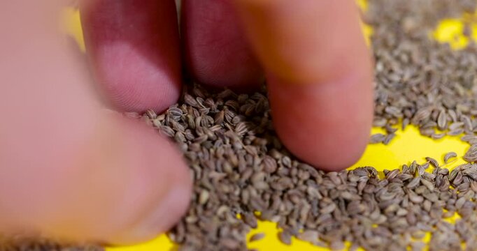 Brown parsley  seeds touched by human fingers, small dry herbal parsley spice grains heap scattered on bright yellow background surface