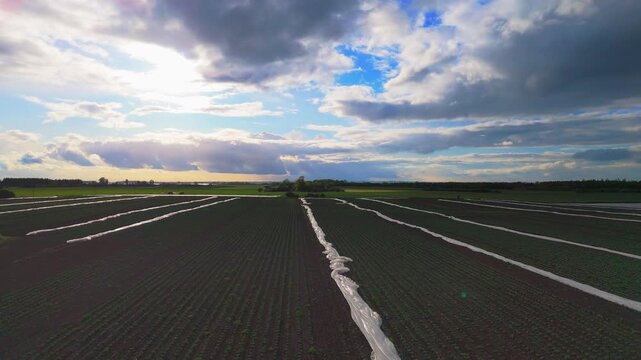 Aerial view of a vast farm field with precise crop rows. Partly cloudy sky casts soft light over the landscape. White boundary lines separate vegetable plots clearly