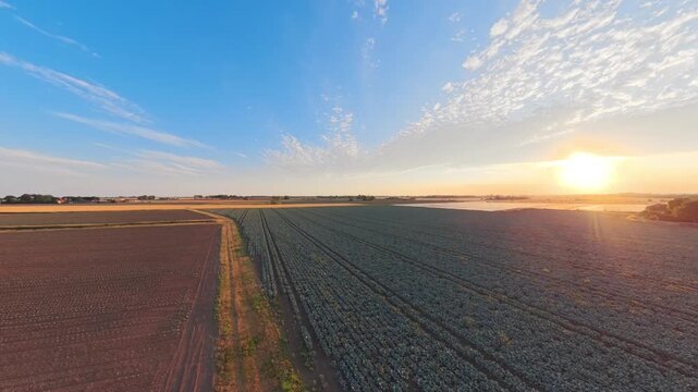 Golden sun dips low over vast farmland. Sky glows blue, streaked with wispy clouds. Rows of crops stretch toward distant horizon. Rust-colored soil contrasts green growing fields. Lincolnshire