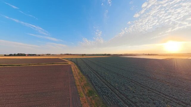 Golden sun dips low over vast farmland. Rows of crops stretch toward horizon, bathed in warm light. Blue sky holds wispy clouds, soft and serene. Lincolnshire