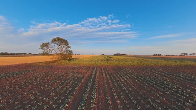 Golden field stretches under clear blue sky. Rows of young crops grow in rich brown soil. Single tree stands tall in the field's center. Soft clouds drift across distant horizon. Lincolnshire