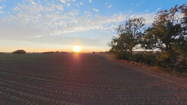 Golden sun dips low over cultivated field. Rows of young crops stretch toward horizon's warmth. Trees frame the scene with soft, late-day light. Sky glows with scattered clouds. Lincolnshire