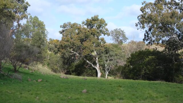 Native eucalyptus woodland and grassy slopes along the Toolern Creek Valley within the Victorian Volcanic Plain bioregion. Regional flora, natural riparian ecosystem, and countryside in VIC Australia