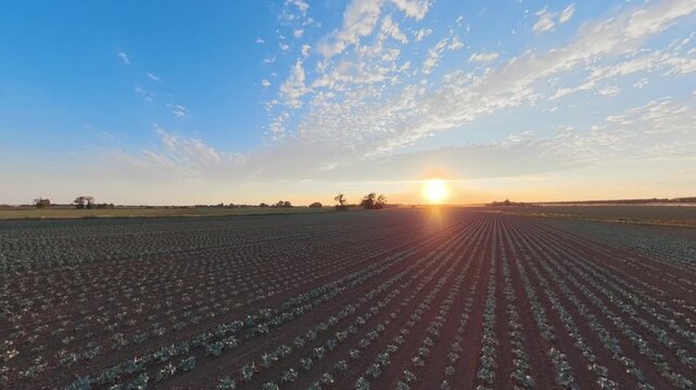 Golden sun sets over neat crop rows. Sky glows with soft blue and warm hues. Fields stretch wide under gentle light. Farmers might feel calm and proud. Ideal for farming, agriculture. Lincolnshire
