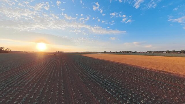 Golden sun dips low over cultivated fields. Rows of crops stretch toward horizon under soft light. Clouds drift across clear blue sky above farmland. Lincolnshire