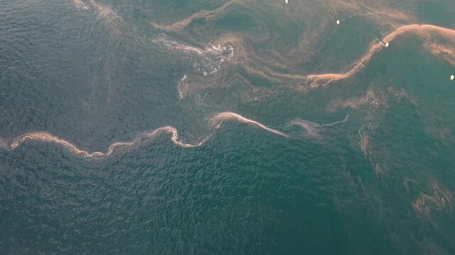 Aerial - Pine pollen slick creating organic swirls on ocean water in Galicia Spain
