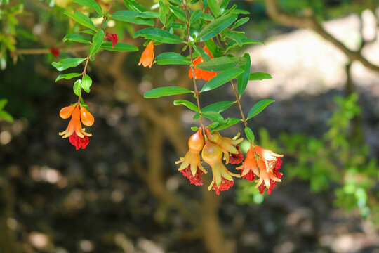 Orange Pomegranate Blossoms
