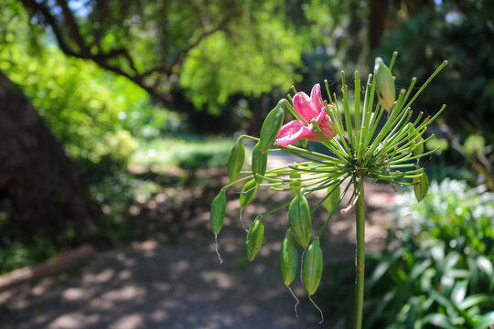Pink Tropical Flower in a Shaded Garden