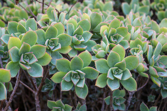 Green Aeonium Rosettes in Valencia