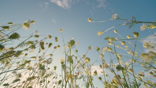 Ultra Wide-Angle Bottom-Up View: Beautiful Wildflowers Swaying in Wind Against Blue Sky | Delicate Meadow Flowers at Golden Hour | Dreamy Nature Close-Up