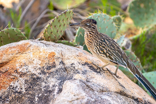 A Greater Roadrunner in Tucson, Arizona
