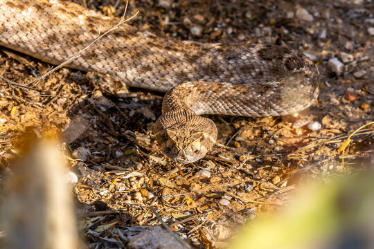 A Rattlesnake in Tucson, Arizona
