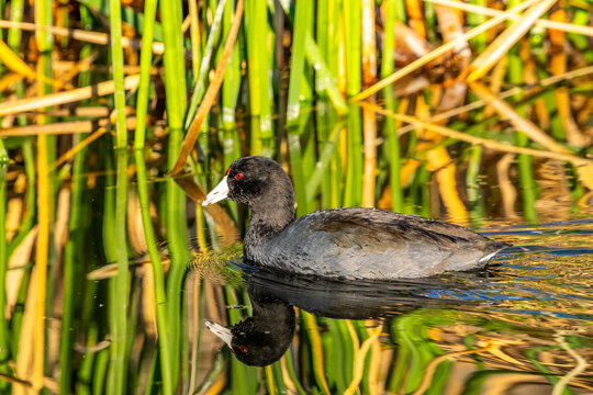 A Mallard in Tucson, Arizona