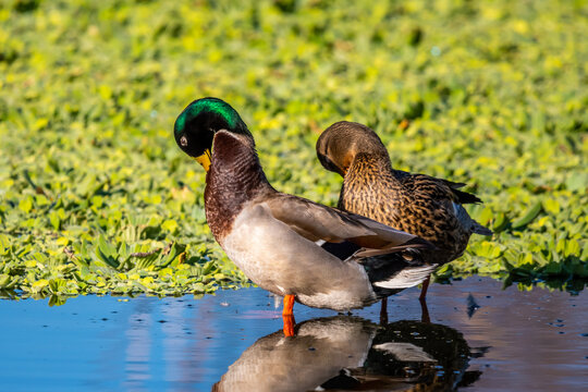 A Mallard in Tucson, Arizona
