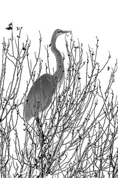 A Snowy White Egret in Tucson, Arizona