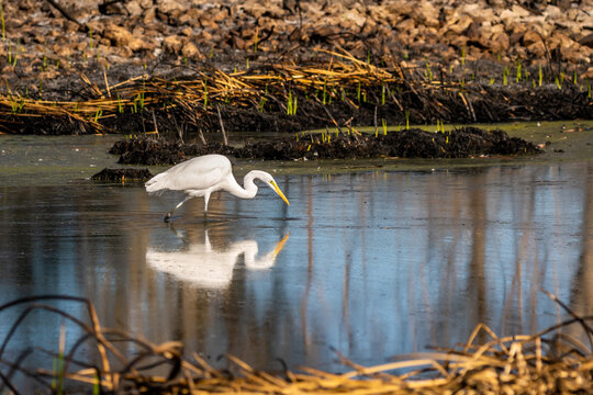 A Snowy White Egret in Tucson, Arizona