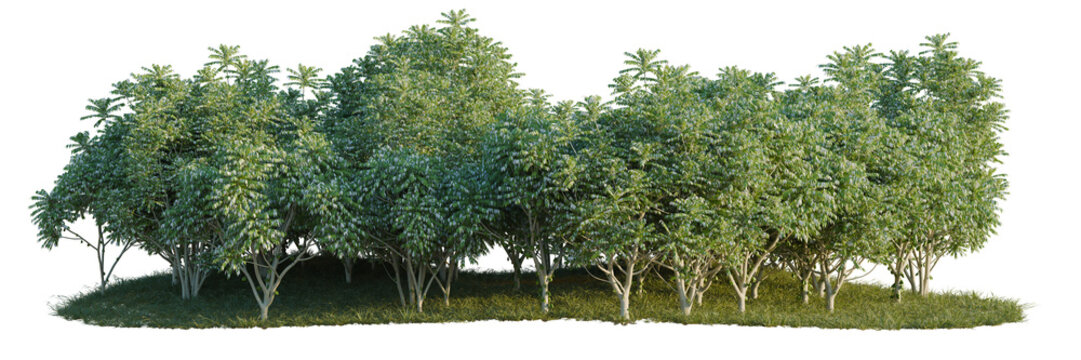 Averrhoa bilimbi tree line, Forest Edge, Backdrop cutout, isolate transparent background, Dense row of lush green trees with vibrant foliage on a grassy base, perfect for landscaping design.