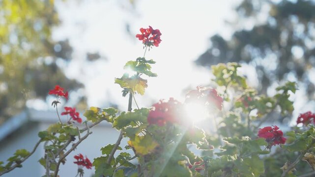 Vibrant red geranium blooms glow in warm backlight as sunlight flares through green foliage, with a soft bokeh backdrop of trees and a white house roofline.