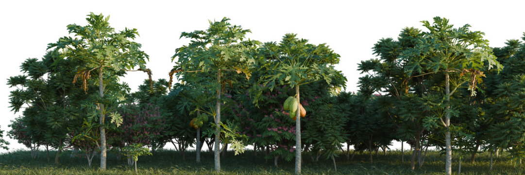 Carica papaya, Cassia javanica and Chukrasia velutina tree line, Forest Edge, Backdrop cutout, isolate transparent background, Lush tropical foliage with papaya trees, vibrant green leaves, sunlight