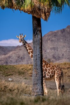 A long slender giraffe in Palm Springs, California