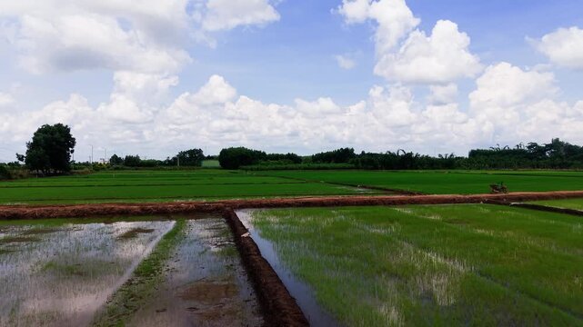 Rice fields stretch across the landscape in Nam Thanh, Lam Dong, Vietnam. Bright blue skies with fluffy clouds provide a backdrop as farmers tend to the land. Water glistens in the fields.