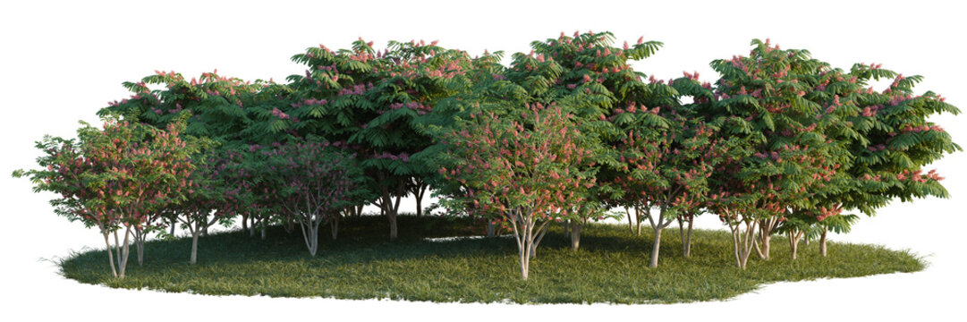 Cassia javanica tree line, Forest Edge, Backdrop cutout, isolate transparent background, Row of flowering trees with lush green grass on a lawn &ndash; perfect for landscaping design