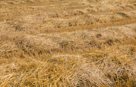 Golden harvested field with dry straw texture