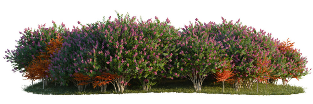 Lagerstroemia indica tree line, Forest Edge, Backdrop cutout, isolate transparent background, Lilac bushes with autumn foliage in a garden landscape - nature background stock photo
