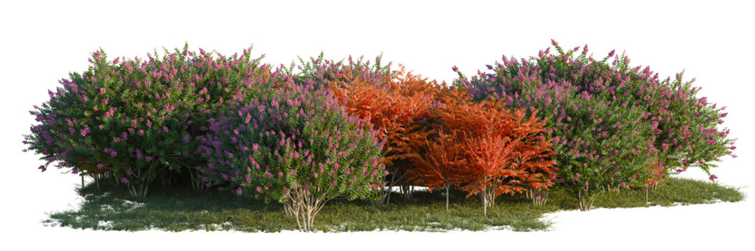 Lagerstroemia indica tree line, Forest Edge, Backdrop cutout, isolate transparent background, Vibrant Blooming Lilac Bushes with Autumnal Accents &ndash; A Lush Garden Scene for Design