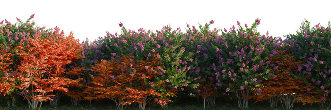 Lagerstroemia indica tree line, Forest Edge, Backdrop cutout, isolate transparent background, Vibrant Flowering Trees Border - A Colorful Landscape Element for Design & Illustration