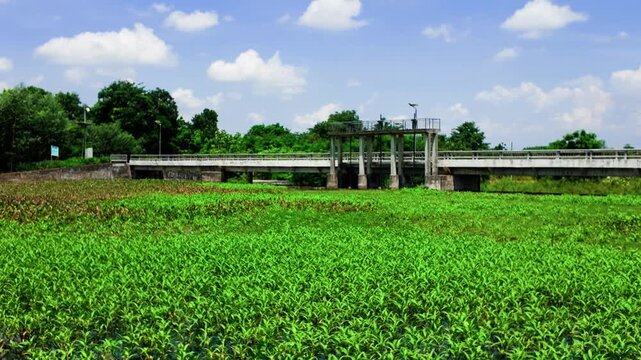 In Tra Tan, Lam Dong, Vietnam, a bridge stands over green fields. The area is filled with water plants under a clear blue sky. People enjoy the natural beauty during the day.