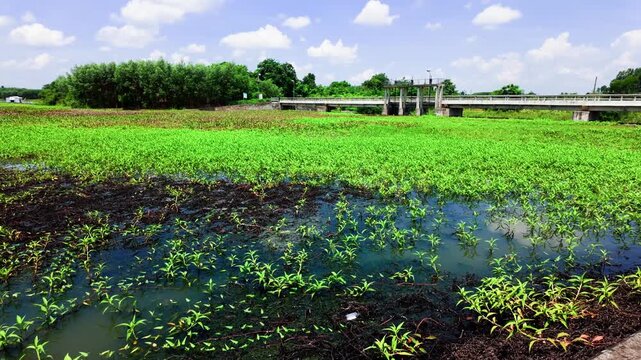 A journey through Tra Tan, Lam Dong, Vietnam shows green fields growing near water. The sun shines on the plants as they thrive in this beautiful area. Nature flourishes in this landscape.