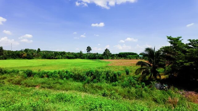 The beautiful fields and greenery in Tra Tan, Lam Dong. Tall grass and trees surround the area. The sun shines brightly on a clear day as nature thrives.