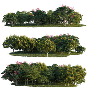Peltophorum pterocarpum, Schefflera actinophylla and Te tree line, Forest Edge, Backdrop cutout, isolate transparent background