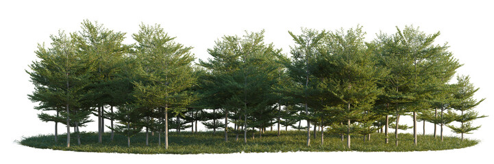 Terminalia mantaly tree line, Forest Edge, Backdrop cutout, isolate transparent background, Dense...