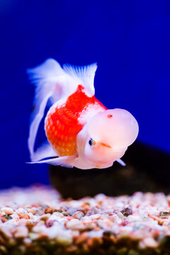 Close-up of a fancy aquarium: red and white ranchu goldfish, a stunning combo of a translucent head growth and a deep blue clean background