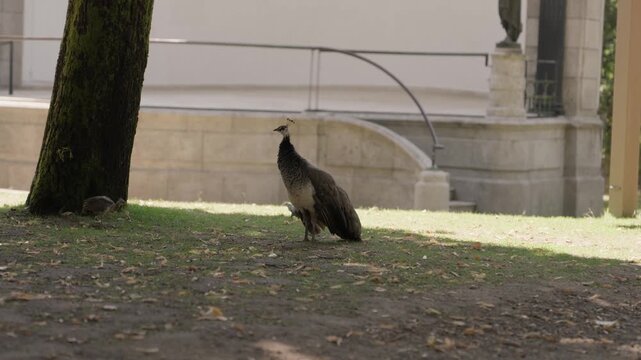 Peahen standing on grass with a chick nearby beside a stone wall and mossy tree