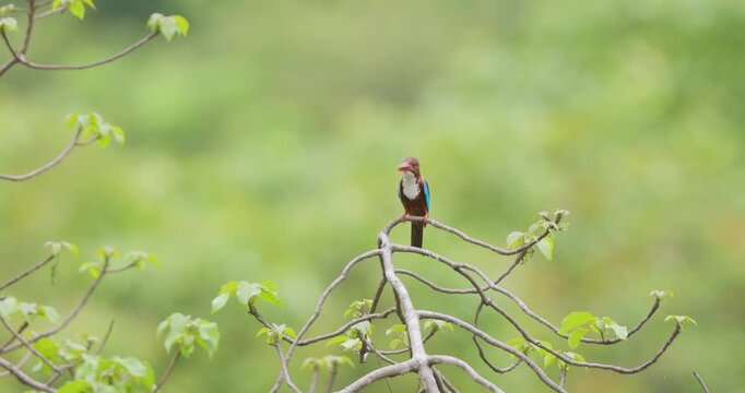 Male White-throated Kingfisher calling on treetop; slow motion golden hour territorial call