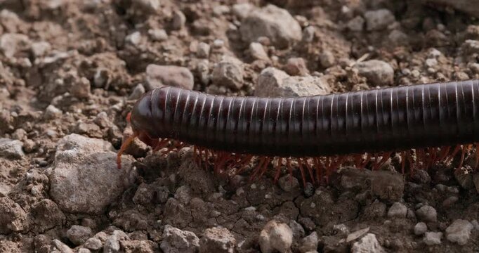 Giant Asian millipede pushing forward on forest floor; slow motion multi-legged stride