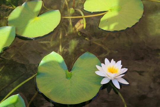 White Water Lily in a Pond
